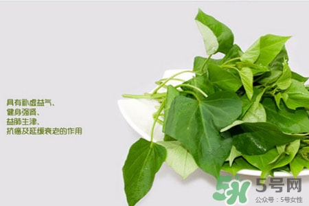 紅薯葉的營養(yǎng)價值 紅薯葉的功效與作用 紅薯葉的營養(yǎng)價值 紅薯葉的功效與作用