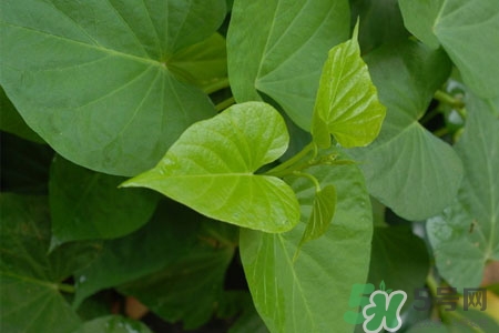 紅薯葉的營養(yǎng)價值 紅薯葉的功效與作用 紅薯葉的營養(yǎng)價值 紅薯葉的功效與作用