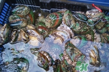 鮑魚能生吃嗎？鮑魚生吃對身體好嗎？