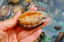 男人吃鮑魚能補腎嗎？腎虛能吃鮑魚嗎？