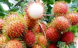 紅毛丹怎么保存?紅毛丹怎么保存時(shí)間長?