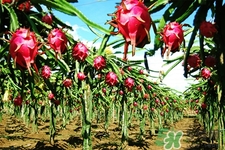 火龍果能天天吃嗎？火龍果每天都吃好嗎？