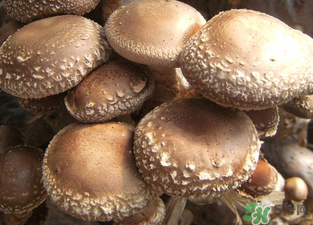 吃香菇有什么好處？吃香菇有什么壞處？
