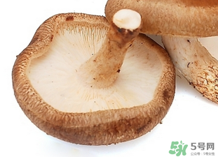 香菇根能吃嗎？香菇的根可以吃嗎？