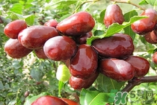 紅棗木瓜湯怎么做好吃？吃紅棗木瓜湯有什么作用？