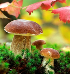 牛肝菌的營養(yǎng)價值 牛肝菌的功效與作用 牛肝菌的營養(yǎng)價值 牛肝菌的功效與作用