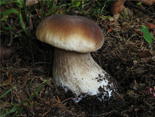 牛肝菌的營養(yǎng)價值 牛肝菌的功效與作用 牛肝菌的營養(yǎng)價值 牛肝菌的功效與作用