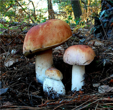 牛肝菌的營養(yǎng)價值 牛肝菌的功效與作用 牛肝菌的營養(yǎng)價值 牛肝菌的功效與作用