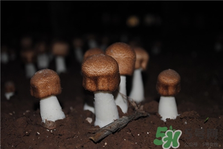 姬松茸的營養(yǎng)價值 姬松茸的功效與作用 姬松茸的營養(yǎng)價值 姬松茸的功效與作用