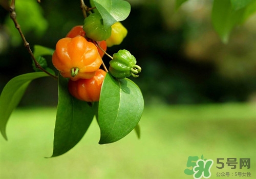 小孩能吃燈籠果嗎?小孩吃燈籠果好嗎 小孩能吃燈籠果嗎?小孩吃燈籠果好嗎