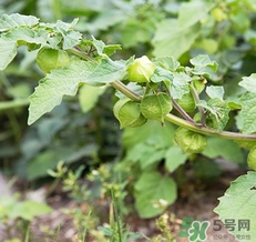 燈籠果不能和什么一起吃？燈籠果什么人不能吃？