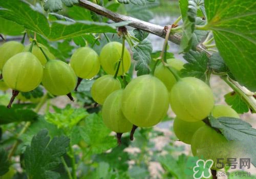 燈籠果是姑娘果嗎？燈籠果和姑娘果的區(qū)別