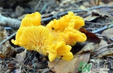 雞油菌的營養(yǎng)價(jià)值 雞油菌的功效與作用