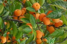 喝白酒能吃柿子嗎？喝白酒為什么不能吃柿子？