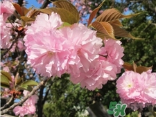 dhc是哪個(gè)國(guó)家的品牌？dhc是什么品牌的化妝品