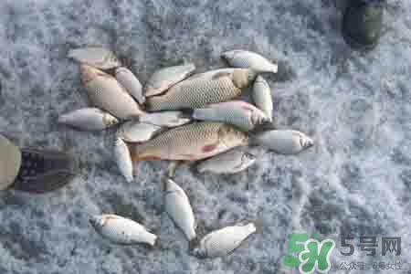 立冬釣魚如何防止小魚鬧窩？立冬前后怎樣釣魚？