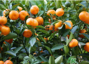 金錢橘孕婦能吃嗎？孕婦可以吃金錢橘嗎？