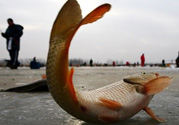 冬天釣魚用什么餌料？冬天釣魚用什么小藥？