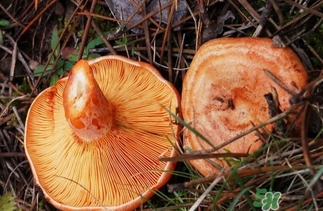 松乳菇的營(yíng)養(yǎng)價(jià)值 松乳菇的功效