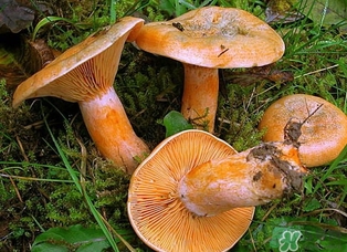 松乳菇的營(yíng)養(yǎng)價(jià)值 松乳菇的功效