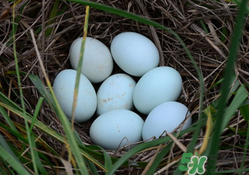 綠殼雞蛋多少錢一個？綠殼雞蛋多少錢一斤？