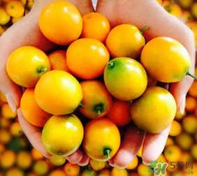 金桔什么時候上市？金桔什么時候成熟？