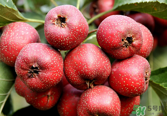 新鮮山楂可以放冰箱嗎？鮮山楂可以冷凍保存嗎？