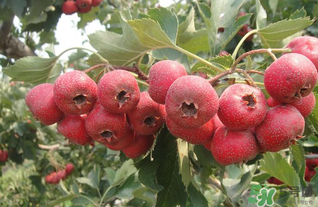 山楂不能和什么一起吃？山楂哪些人不能吃？