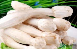 雞腿菇不能和什么一起吃？雞腿菇不能和什么同食？