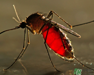 冬天有蚊子嗎？為什么冬天還有蚊子？