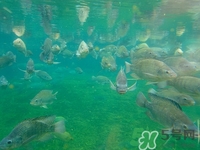 咽喉炎可以吃魚嗎?咽喉炎吃魚好嗎 咽喉炎可以吃魚嗎?咽喉炎吃魚好嗎