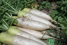 冬天御寒吃蘿卜有用嗎？御寒養(yǎng)生不妨多吃蘿卜