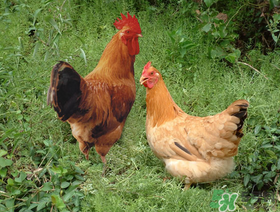 活雞能帶上火車嗎？坐火車上可以帶活雞嗎？