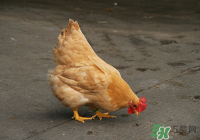 活雞能帶上火車嗎？坐火車上可以帶活雞嗎？