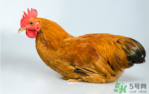 活雞能帶上火車嗎？坐火車上可以帶活雞嗎？