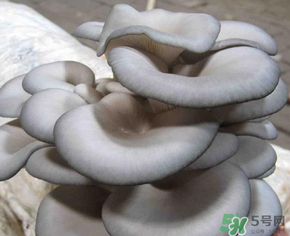 平菇可以放冰箱嗎？平菇在冰箱可以放幾天？