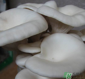 平菇可以放冰箱嗎？平菇在冰箱可以放幾天？