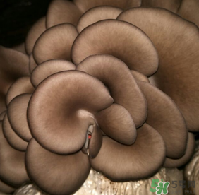 平菇可以放冰箱嗎？平菇在冰箱可以放幾天？