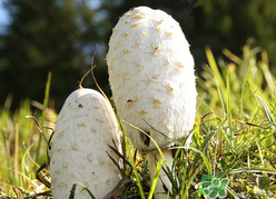 蘑菇可以放冰箱嗎？蘑菇放冰箱長毛了能吃嘛？