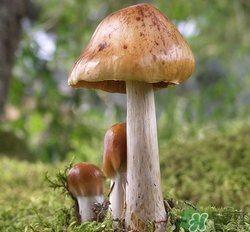 蘑菇可以放冰箱嗎？蘑菇放冰箱長毛了能吃嘛？