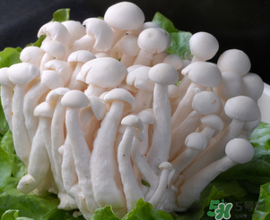 白玉菇孕婦能吃嗎？孕婦可以吃白玉菇嗎？