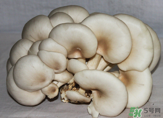 平菇怎么保存？平菇能放幾天？