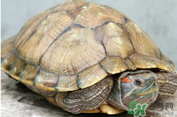 烏龜肉能吃嗎？烏龜肉怎么做好吃？