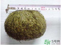 羊?qū)毷鞘裁?？羊?qū)殲槭裁催@么貴？