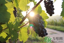 含淀粉的食物有哪些?含淀粉的食物會發(fā)胖嗎 含淀粉的食物有哪些?含淀粉的食物會發(fā)胖嗎