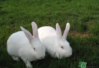 兔肉孕婦可以吃嗎？吃兔肉會(huì)長兔唇嗎？