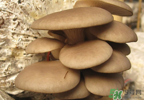 吃平菇會(huì)中毒嗎？平菇吃了會(huì)中毒嗎？