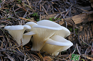 吃平菇會(huì)中毒嗎？平菇吃了會(huì)中毒嗎？