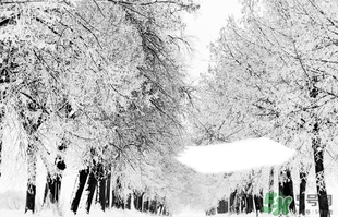 小雪喝什么茶？小雪茶品推薦