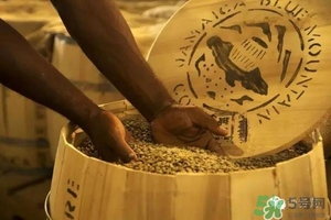 綠山咖啡和藍(lán)山咖啡有什么區(qū)別？